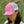 Front view of a woman wearing the Iconic Monkee Mid Pro Trucker Hat in hot pink and white