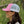 Side view of a woman wearing the Iconic Monkee Mid Pro Trucker Hat in hot pink and white